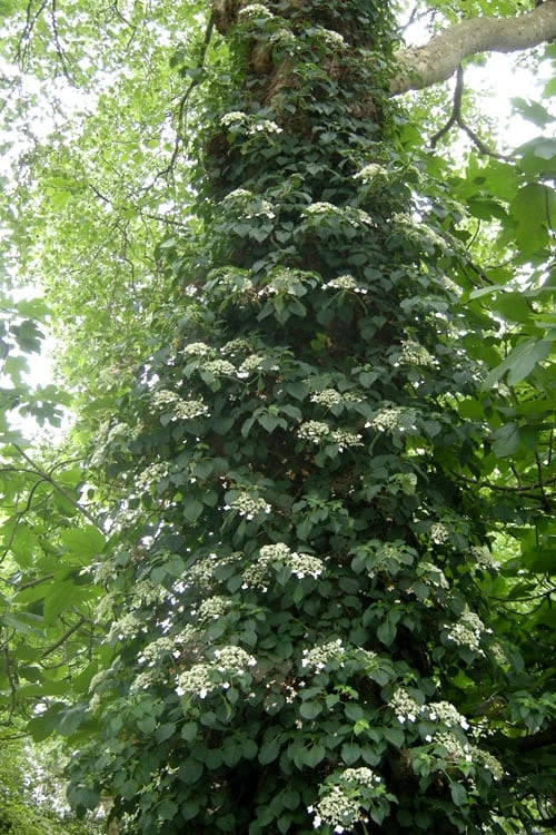 Climbing Hydrangea 'Petiolaris' - 5 Gallon Pot 8 Climbing Hydrangea 'Petiolaris' - 5 Gallon Pot - Image 6