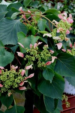 Rose Sensation Pink Climbing Hydrangea Vine - 1 Gallon Pot -Garden Plants Shop Hydrangea Climbing Rose Sensation 2
