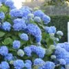 Endless Summer Hydrangea Original - 7 Gallon Pot -Garden Plants Shop Hydrangea Endless Summer 500x750 1