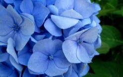 Endless Summer Hydrangea Original - 2 Gallon Pot -Garden Plants Shop Hydrangea Endless Summer Closeup 2 2