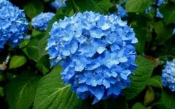 Endless Summer Hydrangea Original - 7 Gallon Pot -Garden Plants Shop Hydrangea Endless Summer Closeup