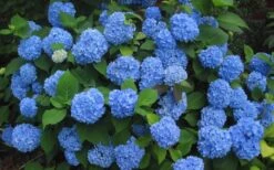 Endless Summer Hydrangea Original - 7 Gallon Pot -Garden Plants Shop Hydrangea Endless Summer Closeup 3