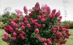 Fire Light Hydrangea - Single Trunk Topiary Tree - 5 Gallon Pot 12 Fire Light Hydrangea - Single Trunk Topiary Tree - 5 Gallon Pot -Garden Plants Shop Hydrangea Fire Light 1 1
