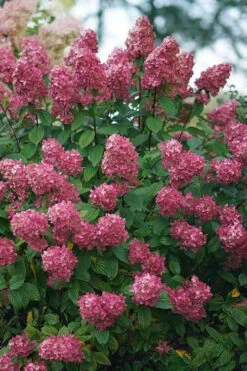 Fire Light Hydrangea - Single Trunk Topiary Tree - 5 Gallon Pot 11 Fire Light Hydrangea - Single Trunk Topiary Tree - 5 Gallon Pot -Garden Plants Shop Hydrangea Fire Light 2 1