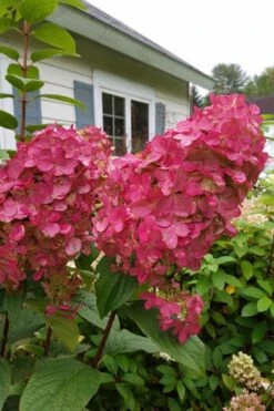 Fire Light Hydrangea - Single Trunk Topiary Tree - 5 Gallon Pot 13 Fire Light Hydrangea - Single Trunk Topiary Tree - 5 Gallon Pot -Garden Plants Shop Hydrangea Fire Light 3 1