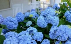 Nikko Blue Hydrangea - 1 Gallon Pot -Garden Plants Shop Hydrangea Glory Blue Shrub 2