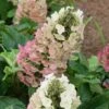 Jetstream Oakleaf Hydrangea - 3 Gallon Pot -Garden Plants Shop Hydrangea Jetstream