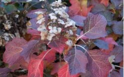 Jetstream Oakleaf Hydrangea - 3 Gallon Pot -Garden Plants Shop Hydrangea Jetstream 6