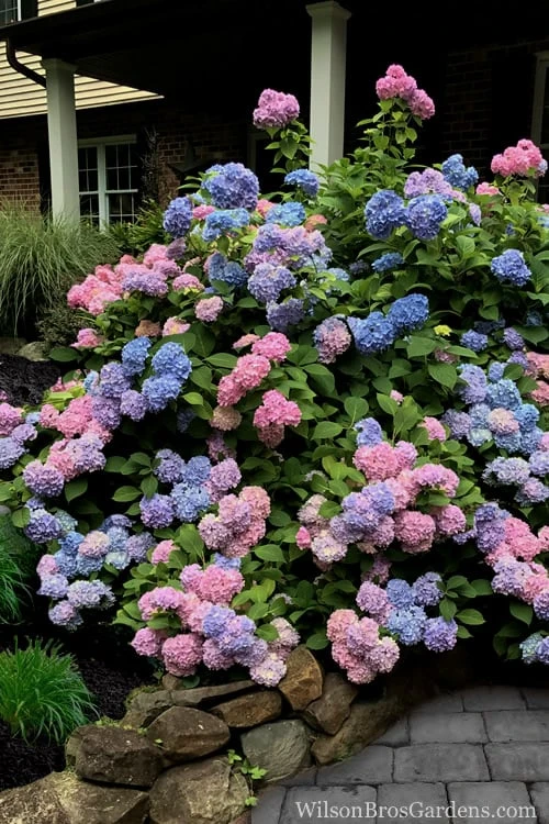 L.A. Dreamin Hydrangea - 3 Gallon Pot 7 L.A. Dreamin Hydrangea - 3 Gallon Pot - Image 5