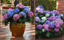 L.A. Dreamin' Hydrangea - 2 Gallon Pot -Garden Plants Shop Hydrangea LA Dreamin Blooms 2