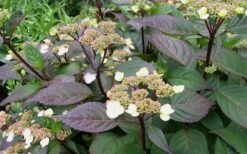 Lady In Red Hydrangea - 3 Gallon Pot 13 Lady In Red Hydrangea - 3 Gallon Pot -Garden Plants Shop Hydrangea Lady In Red Budded