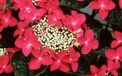 Lady In Red Hydrangea - 3 Gallon Pot 12 Lady In Red Hydrangea - 3 Gallon Pot -Garden Plants Shop Hydrangea Lady In Red Flower Closeup