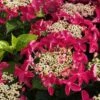 Lady In Red Hydrangea - 3 Gallon Pot -Garden Plants Shop Hydrangea Lady in Red 500x750 1
