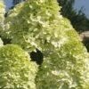 Limelight PeeGee Hydrangea - 2.5 Gallon Pot -Garden Plants Shop Hydrangea Limelight 101 1
