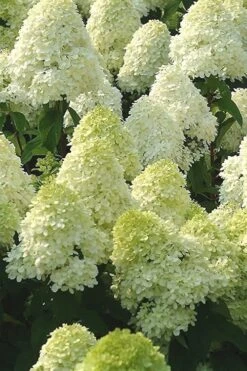 Limelight PeeGee Hydrangea - 2.5 Gallon Pot -Garden Plants Shop Hydrangea Limelight 107 1