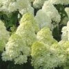 Limelight PeeGee Hydrangea - 3 Gallon Pot 1 Limelight PeeGee Hydrangea - 3 Gallon Pot -Garden Plants Shop Hydrangea Limelight 107
