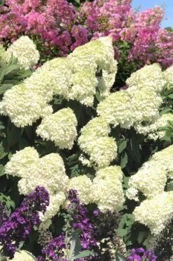 Limelight PeeGee Hydrangea - 3 Gallon Pot 19 Limelight PeeGee Hydrangea - 3 Gallon Pot -Garden Plants Shop Hydrangea Limelight 110
