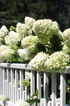 Limelight PeeGee Hydrangea - 3 Gallon Pot 16 Limelight PeeGee Hydrangea - 3 Gallon Pot -Garden Plants Shop Hydrangea Limelight 21