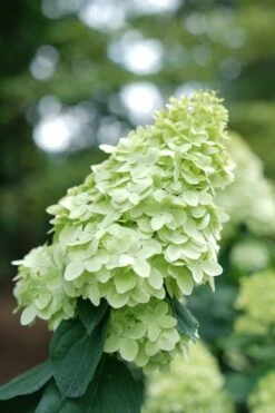 Limelight Prime Hydrangea - 2 Gallon Pot -Garden Plants Shop Hydrangea Limelight Prime 1