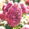 Limelight Prime Hydrangea - 2 Gallon Pot -Garden Plants Shop Hydrangea Limelight Prime 3