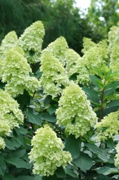 Limelight Prime Hydrangea - 2 Gallon Pot -Garden Plants Shop Hydrangea Limelight Prime 4