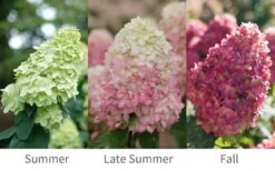 Limelight Prime Hydrangea - 2 Gallon Pot -Garden Plants Shop Hydrangea Limelight Prime 6