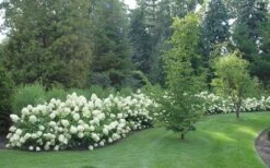 Limelight PeeGee Hydrangea - 3 Gallon Pot 15 Limelight PeeGee Hydrangea - 3 Gallon Pot -Garden Plants Shop Hydrangea Limelight hedge natural