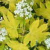 Little Honey Oakleaf Hydrangea - 1 Gallon Pot -Garden Plants Shop Hydrangea Little Honey 1