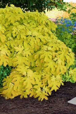 Little Honey Oakleaf Hydrangea - 1 Gallon Pot -Garden Plants Shop Hydrangea Little Honey 2