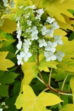 Little Honey Oakleaf Hydrangea - 1 Gallon Pot -Garden Plants Shop Hydrangea Little Honey 3