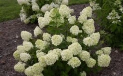 Little Lime Hydrangea - 1 Gallon Pot -Garden Plants Shop Hydrangea Little Lime 1 2