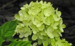 Little Lime Hydrangea - 3 Pack Of Quart Pots -Garden Plants Shop Hydrangea Little Lime 2