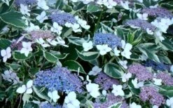 Mariesii Variegated Lacecap Hydrangea - 1 Gallon Pot 8 Mariesii Variegated Lacecap Hydrangea - 1 Gallon Pot -Garden Plants Shop Hydrangea Mariesii Variegated Blooms