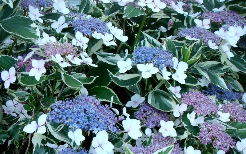Mariesii Variegated Lacecap Hydrangea - 1 Gallon Pot 5 Mariesii Variegated Lacecap Hydrangea - 1 Gallon Pot - Image 3