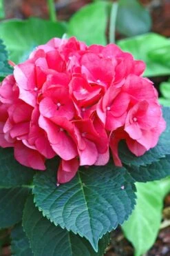 Merritts Supreme Hydrangea - 3 Gallon Pot -Garden Plants Shop Hydrangea Merrits Supreme Pink 11