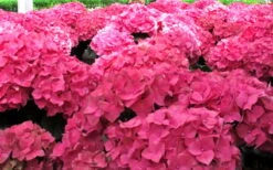 Merritts Supreme Hydrangea - 3 Gallon Pot -Garden Plants Shop Hydrangea Merrits Supreme Pink 12