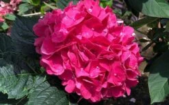 Merritts Supreme Hydrangea - 3 Gallon Pot -Garden Plants Shop Hydrangea Merrits Supreme Pink 13