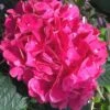 Merritts Supreme Hydrangea - 3 Gallon Pot -Garden Plants Shop Hydrangea Merrits Supreme Pink 15