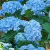 Mini Penny Hydrangea - 3 Gallon Pot -Garden Plants Shop Hydrangea Mini Penny 1