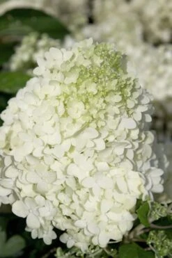 Moon Dance Hydrangea - 2 Gallon Pot -Garden Plants Shop Hydrangea Moon Dance 2