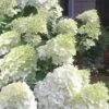 Moon Dance Hydrangea - 2 Gallon Pot -Garden Plants Shop Hydrangea Moon Dance 3