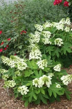 Munchkin Dwarf Oakleaf Hydrangea - 3 Gallon Pot -Garden Plants Shop Hydrangea Munchkin 11