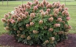 Munchkin Dwarf Oakleaf Hydrangea - 3 Gallon Pot -Garden Plants Shop Hydrangea Munchkin