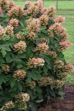 Munchkin Dwarf Oakleaf Hydrangea - 3 Gallon Pot -Garden Plants Shop Hydrangea Munchkin 500x750 1