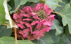 Munchkin Dwarf Oakleaf Hydrangea - 3 Gallon Pot -Garden Plants Shop Hydrangea Munchkin Bloom Closeup