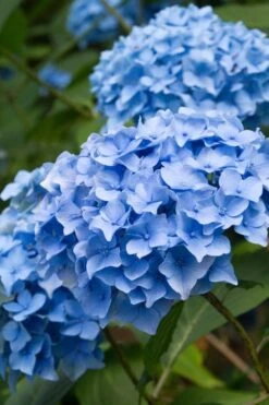 Nikko Blue Hydrangea - 3 Gallon Pot -Garden Plants Shop Hydrangea Nikko Blue 10 1