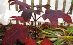 Ruby Slippers Dwarf Oakleaf Hydrangea - 1 Gallon Pot -Garden Plants Shop Hydrangea Oakleaf Ruby Slippers Fall Foliage Color