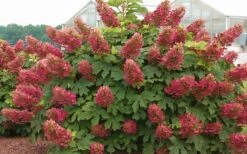 Ruby Slippers Dwarf Oakleaf Hydrangea - 1 Gallon Pot -Garden Plants Shop Hydrangea Oakleaf Ruby Slippers Full Bloom