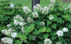 Ruby Slippers Dwarf Oakleaf Hydrangea - 1 Gallon Pot -Garden Plants Shop Hydrangea Oakleaf Ruby Slippers Opening Color