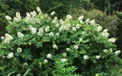 Semmes Beauty Oakleaf Hydrangea - 3 Gallon Pot -Garden Plants Shop Hydrangea Oakleaf Semmes Beauty 10